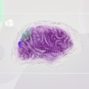 Neurociencia y terapia: lo que la ciencia dice en 2026